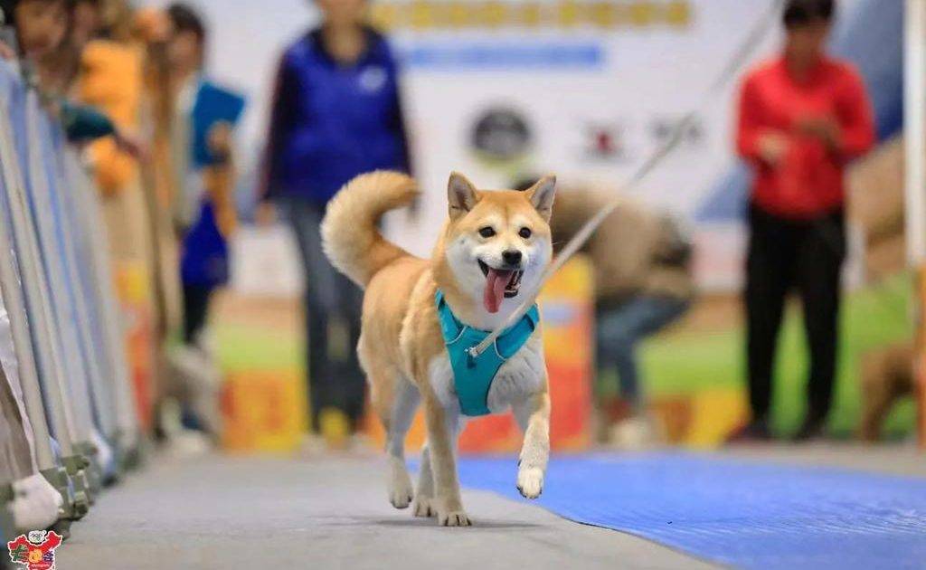 【生活博覽｜假日好去處】夏日最強寵物生活博覽8月11亞博開鑼！