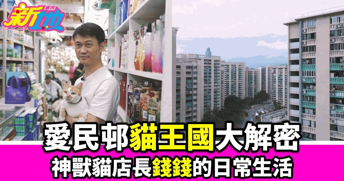 香港愛民邨貓王國大揭祕：貓店長錢錢成網紅 粉絲日日進貢 神獸級待遇引爆社交網絡