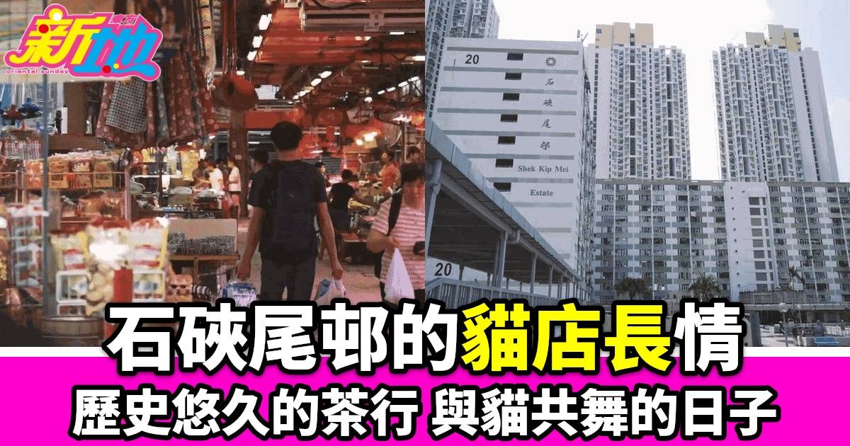 香港公屋文化深入探討：石硤尾邨人貓故事與茶行老闆趣聞逸事