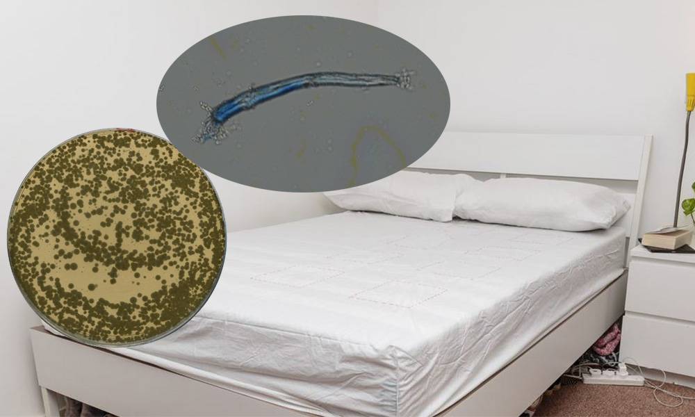 研究：一個月不洗床單有機會患上淋病或肺炎 最佳換床單時間為……