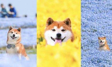 柴犬藍花海寫真！2020去日本茨城海濱公園賞粉蝶花！
