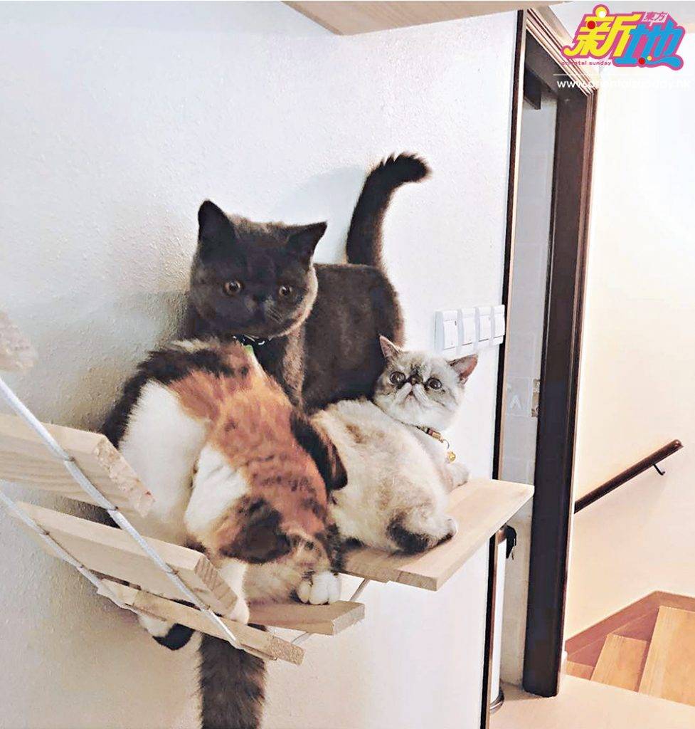  陸永家中養有多隻愛貓，在他所住的三層大 屋 中， 也 有貓貓們專用的活動空間。