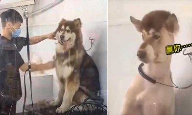 阿拉斯加狗狗慘變羊駝 超無奈理髮體驗⋯⋯