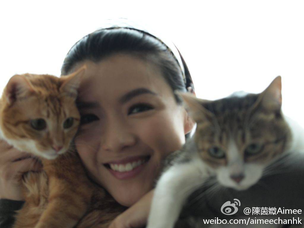 陳豪 當年陳茵媺愛貓如命，領養了三隻貓六年，直至陀住大仔，她才把貓交給朋友代養。
