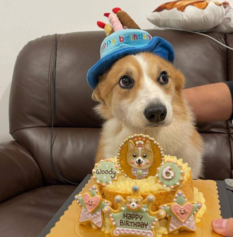張致恒 雯雯對愛犬Woody好似仔一樣，6歲生日買埋蛋糕慶祝。