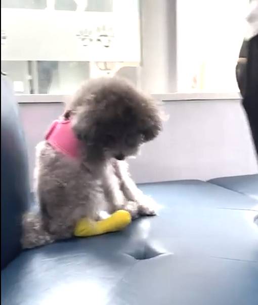 黎姿的愛犬Ruby也同告受傷，只見牠右後腿包紮着，不能亂跑。