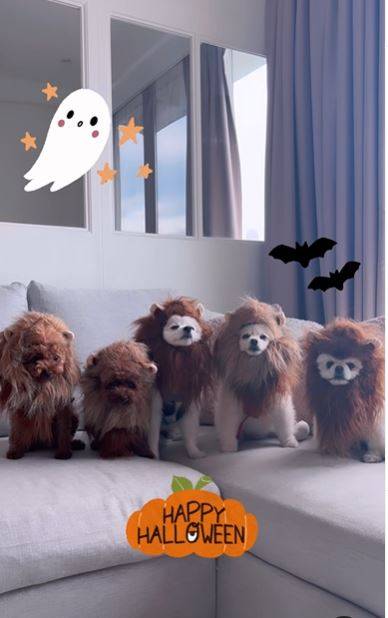 龐卓欣 家中5隻小狗都被打扮成獅子仔。