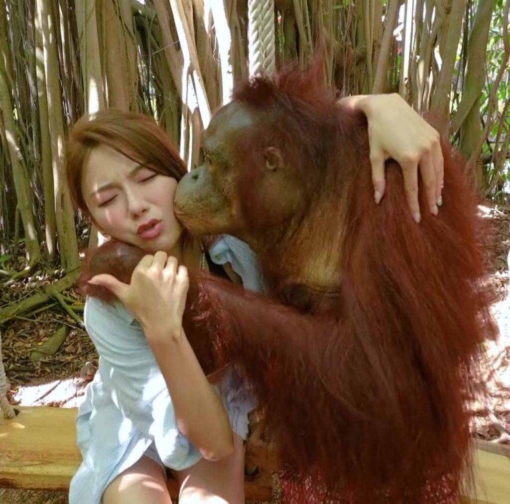 吃貨橫掃曼谷 陳星妤鼓起勇氣接受猩猩之吻。