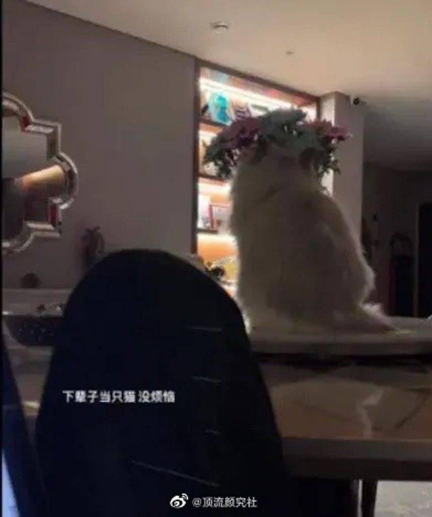 鍾麗緹 鍾麗緹二女Jaden日前在社交裝公開放負，上載了一張愛犬貓的背影照，留言「下輩子當隻貓沒煩惱」。