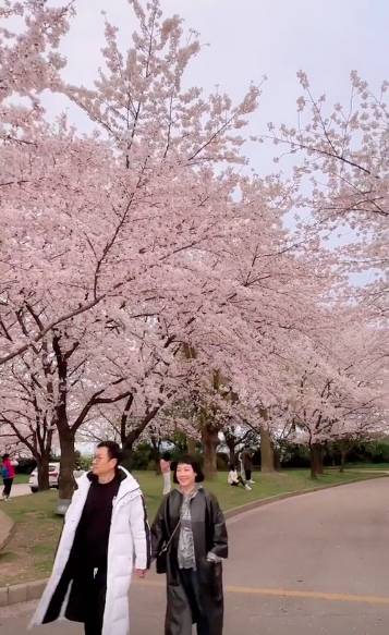 黎耀祥 同太太一齊漫步於櫻花樹下。