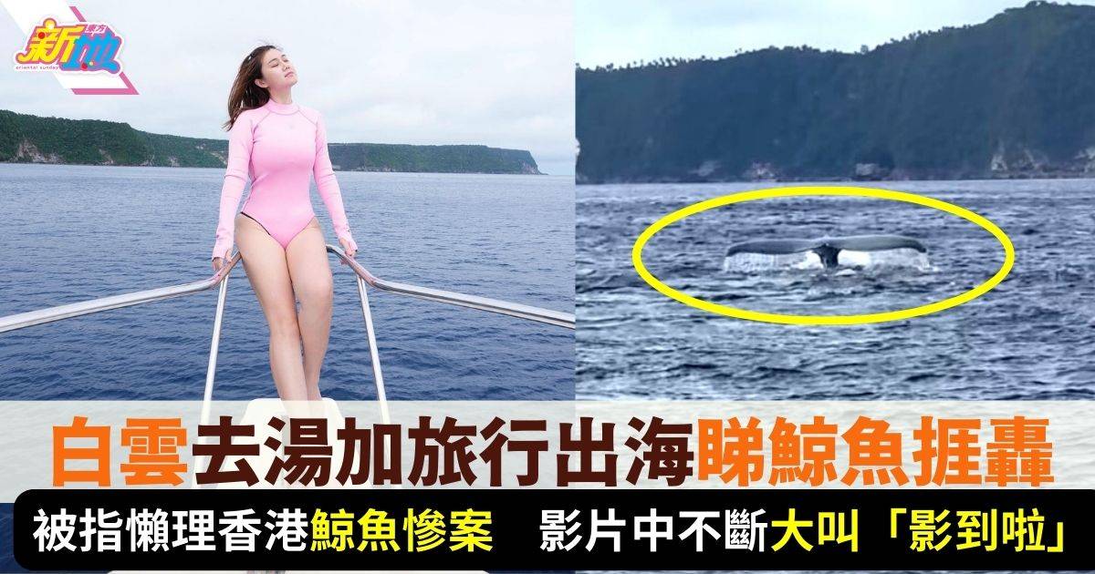 白雲去湯加旅行展開「大翅鯨之旅」 出海睇鯨魚被轟懶理香港鯨魚慘案勁冷血