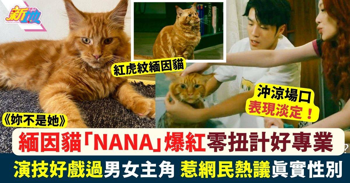 妳不是她｜緬因貓「Nana」爆紅惹網民熱議真實性別 演技好戲過男女主角