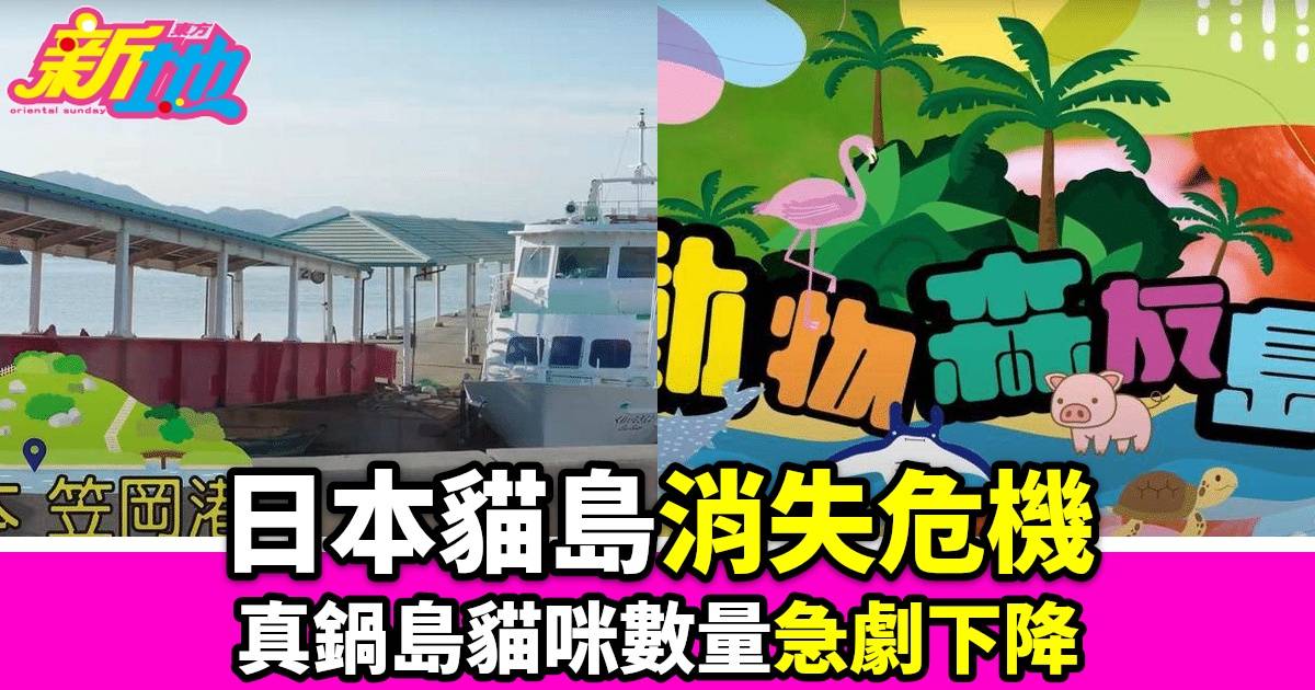 TVB Plus全新綜藝《動物森友島》探索日本貓島 真鍋島貓咪數量面臨消失問題