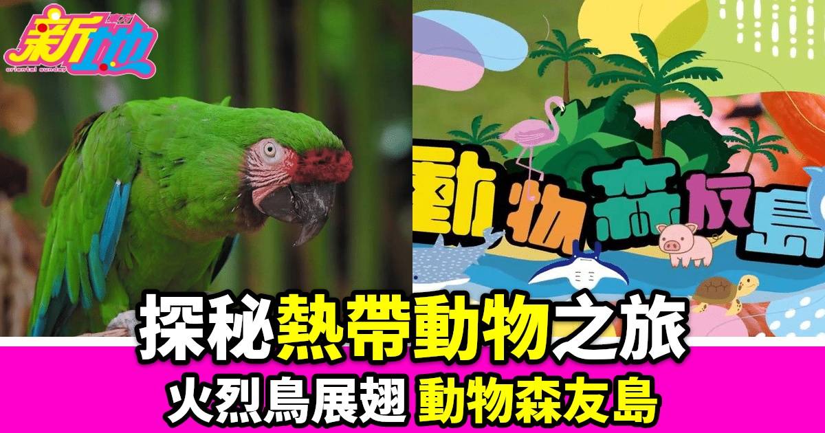 TVB Plus全新綜藝《動物森友島》探索巴哈馬火烈鳥及瀕危動物 節目主持人與蛇親密接觸克服恐懼