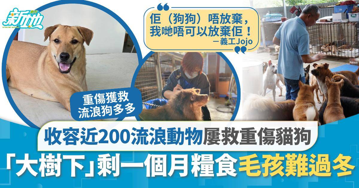 救助毛孩｜收容近200流浪動物「大樹下」剩一個月糧食毛孩難過冬