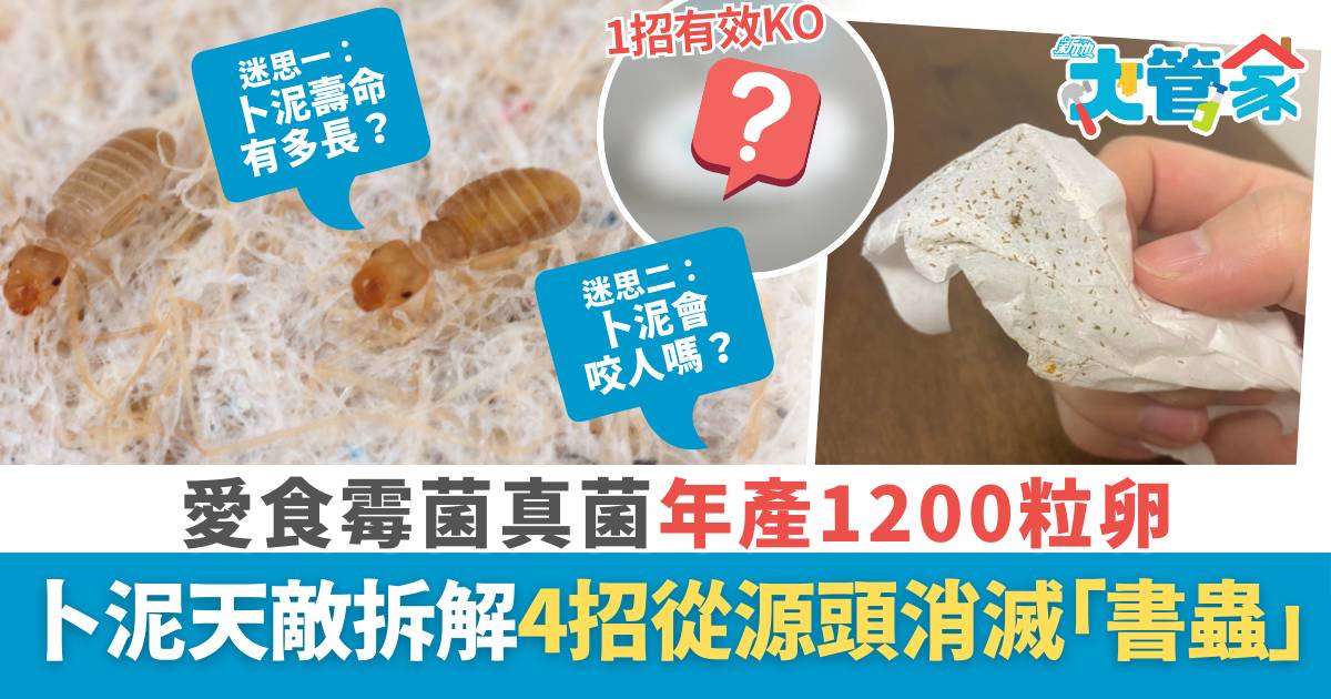 卜泥怕什麼｜年產1200粒卵！卜泥天敵、壽命拆解 4招從源頭消滅「書蟲」