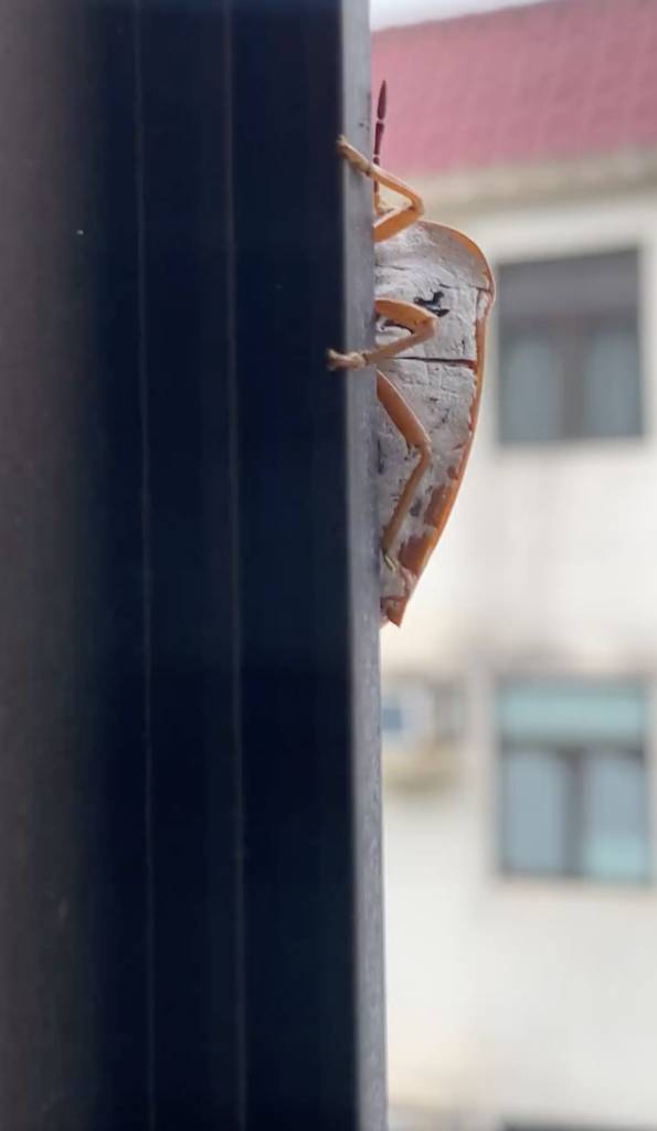 (圖片來源:FB圖片)