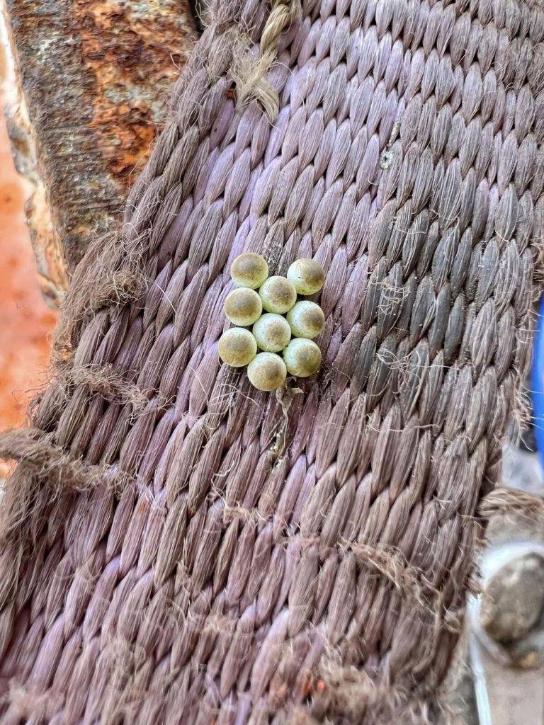 經常在網民發現臭屁蟲卵。(圖片來源:FB@大埔TAI PO群組)