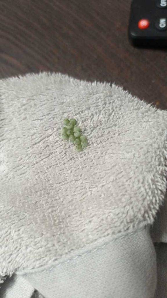 經常在網民發現臭屁蟲卵。(圖片來源:FB@馬鞍山之友群組)