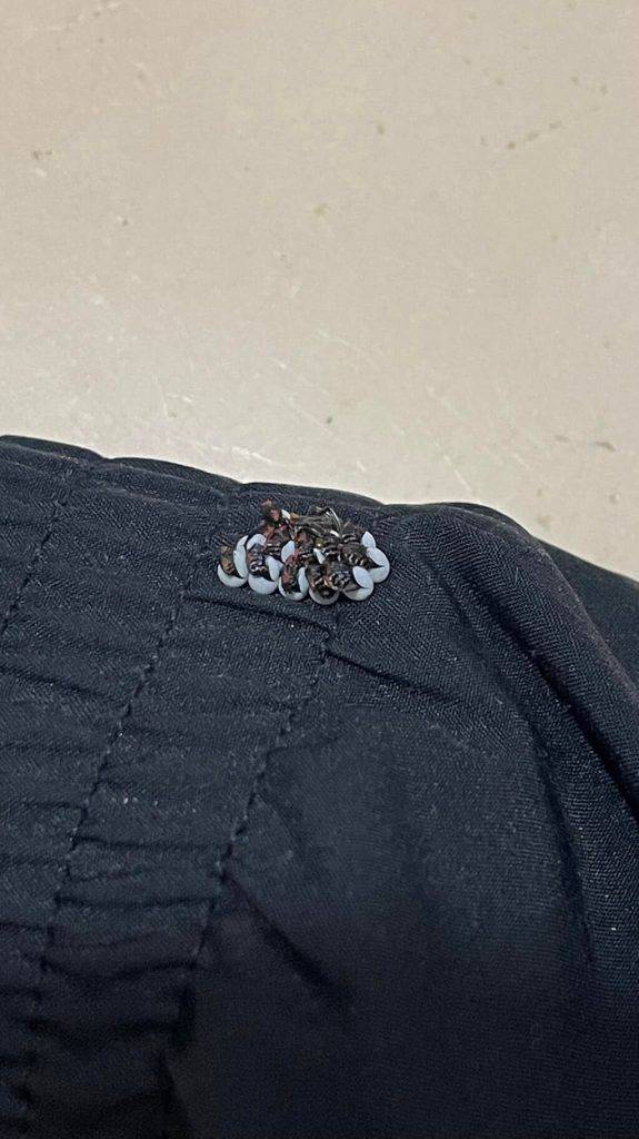 經常在網民發現臭屁蟲卵。(圖片來源:FB@大埔TAI PO群組)