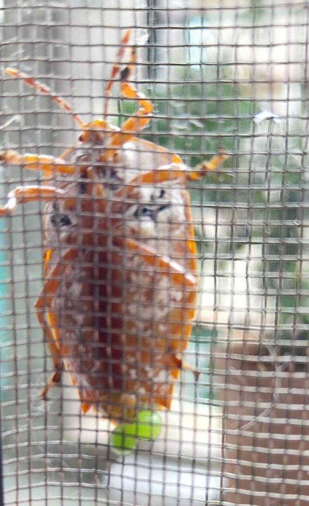 有網民直擊臭屁蟲產卵。(圖片來源:FB@大埔TAI PO群組)