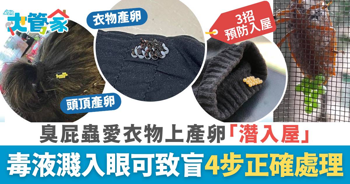 臭屁蟲處理方法｜家現14粒臭屁蟲卵？徒手拍打毒液濺眼恐致盲 3招防入屋簡單消滅