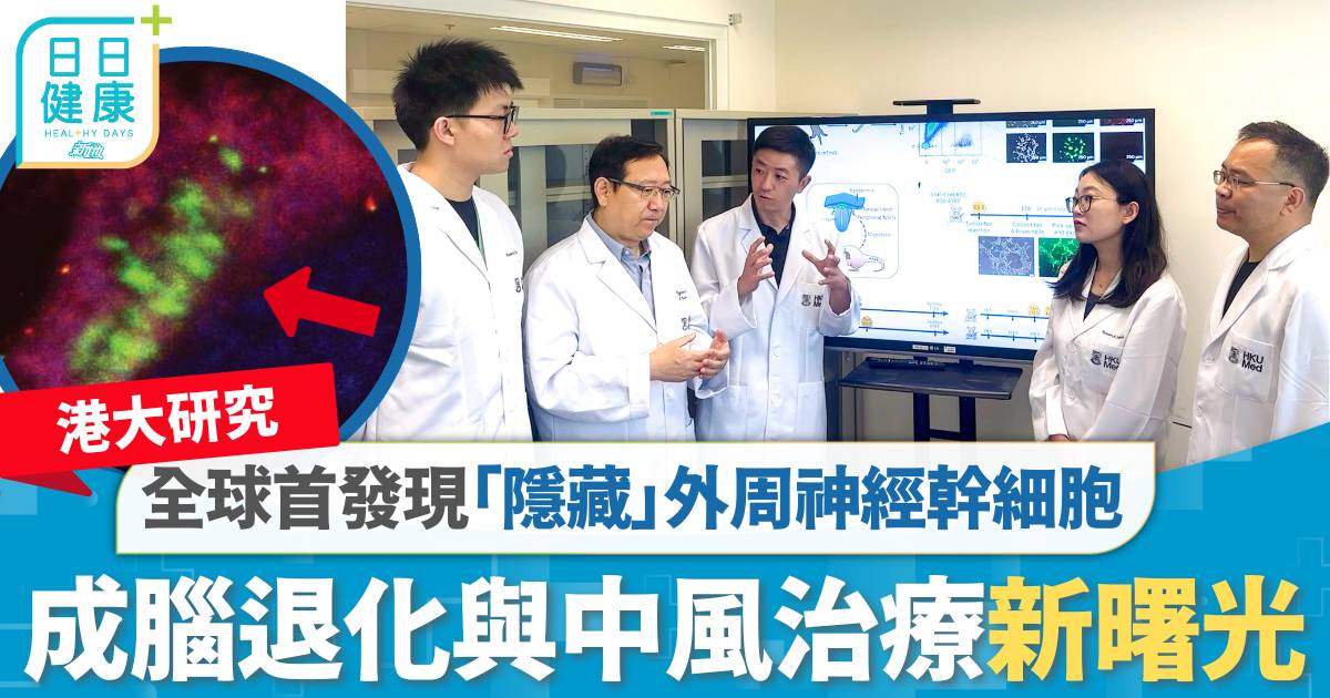 港大研究｜全球首發現「隱藏」外周神經幹細胞 腦退化與中風治療新曙光