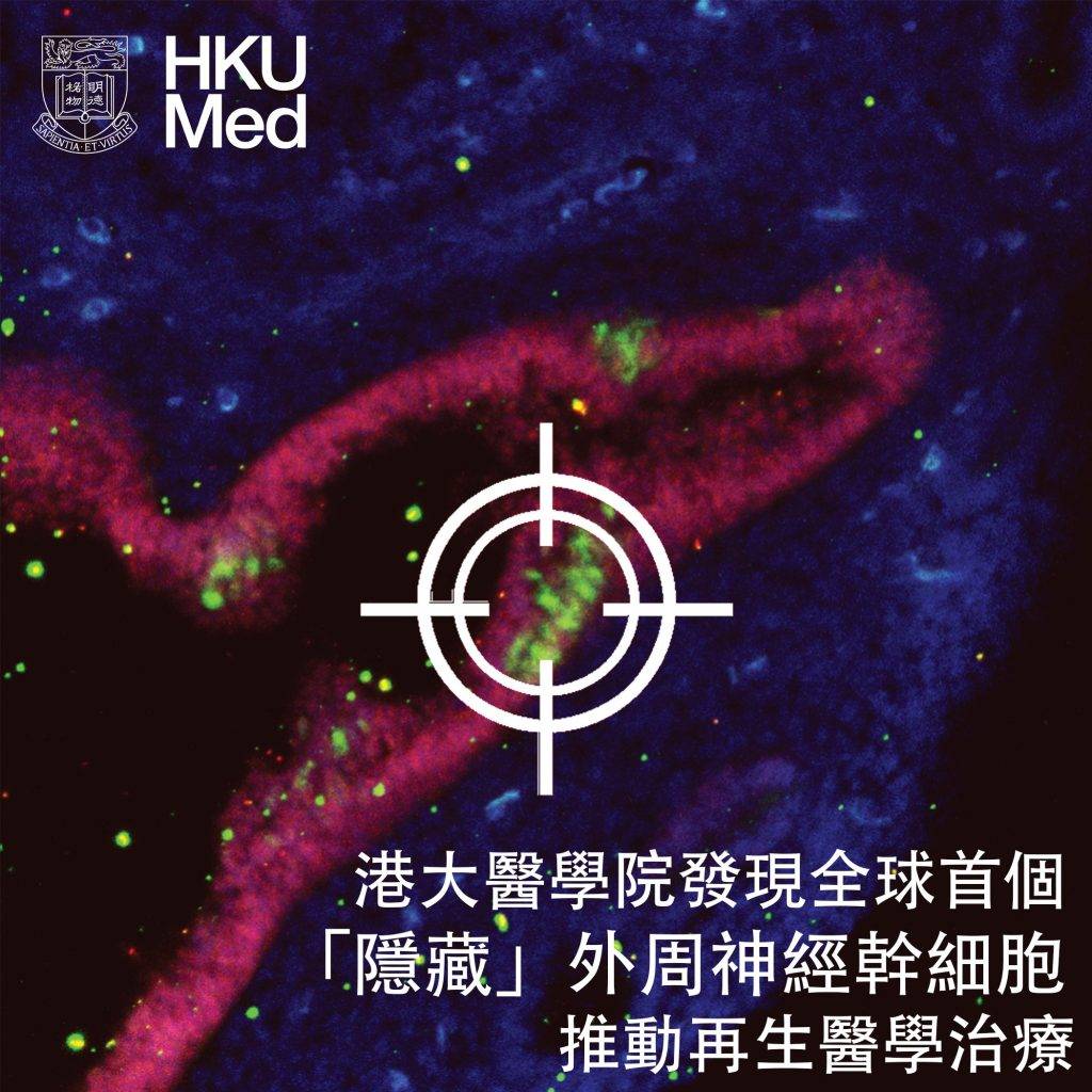 神經幹細胞 外周神經幹細胞(圖片來源:港大醫學院提供)
