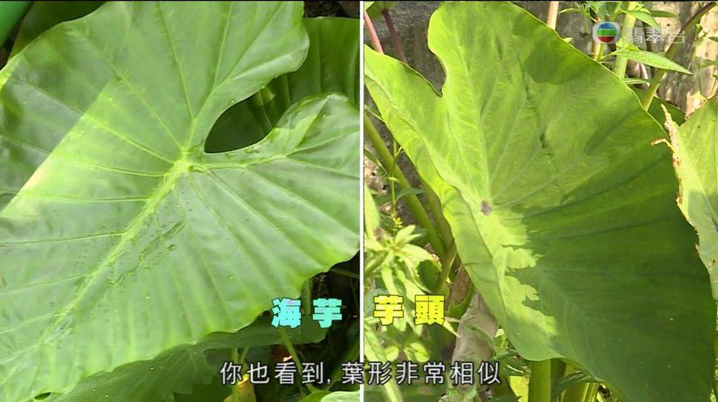 (圖片來源:TVB節目《東張西望》截圖)