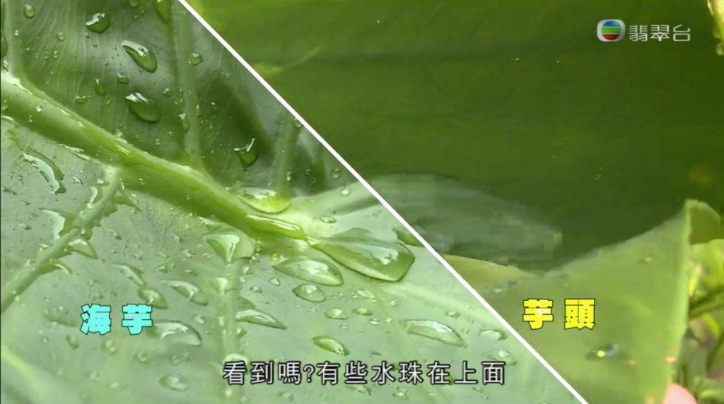 (圖片來源:TVB節目《東張西望》截圖)