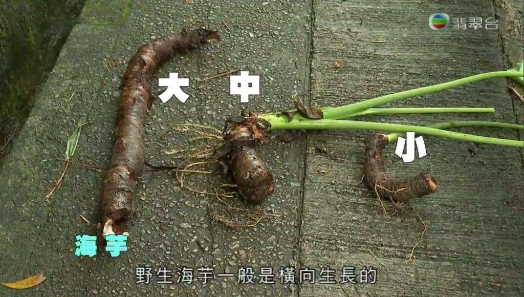 (圖片來源:TVB節目《東張西望》截圖)