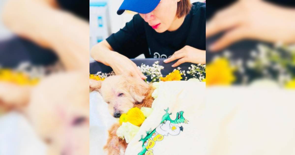 楊茜堯與羅子溢痛失愛犬 送別悼文懷念16歲「蕃薯」感動網友