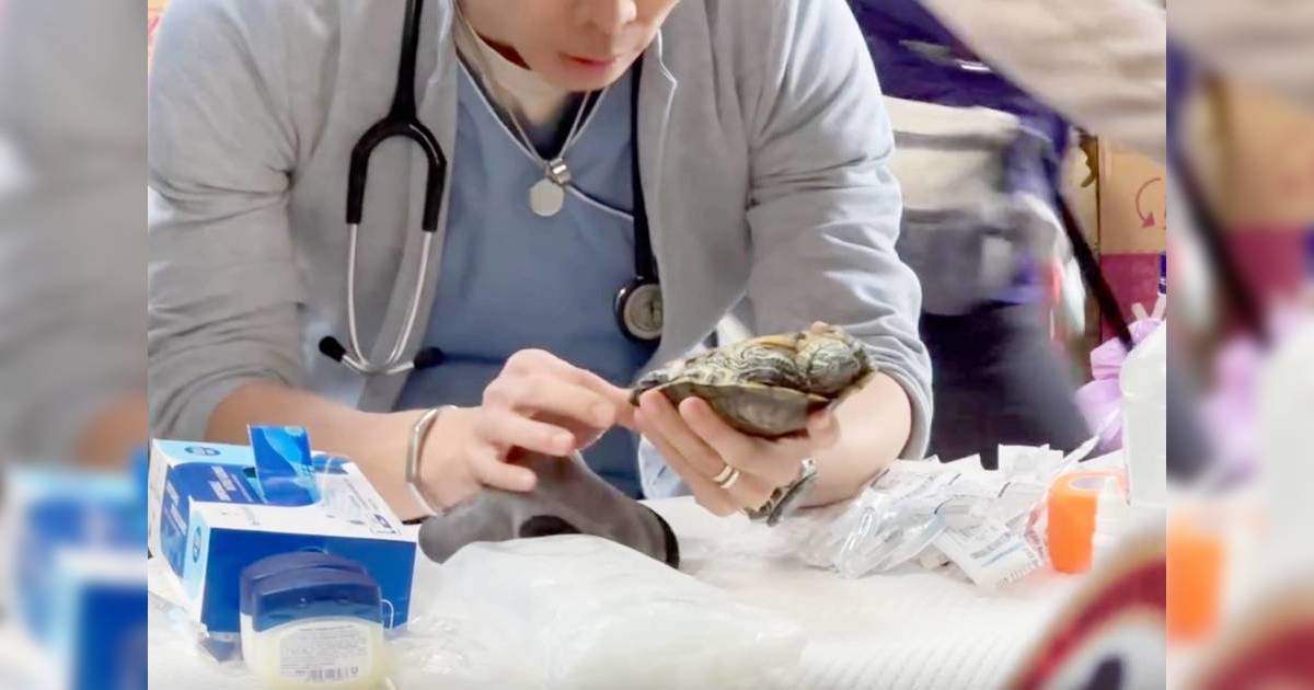大埔火災神秘獸醫義診救龜 網民一眼認出身份激讚：佢對動物超級溫柔！