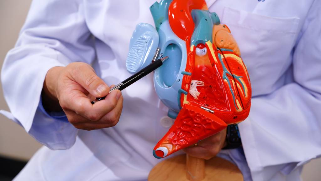 心跳過慢 心臟退化是心跳過慢主要原因之一,其中心臟中的心臟傳導系統,以及心臟本身的起搏器--心竇是最容易退化的部分,功能下降後便可能令心跳過慢。(圖片來源:日日健康)