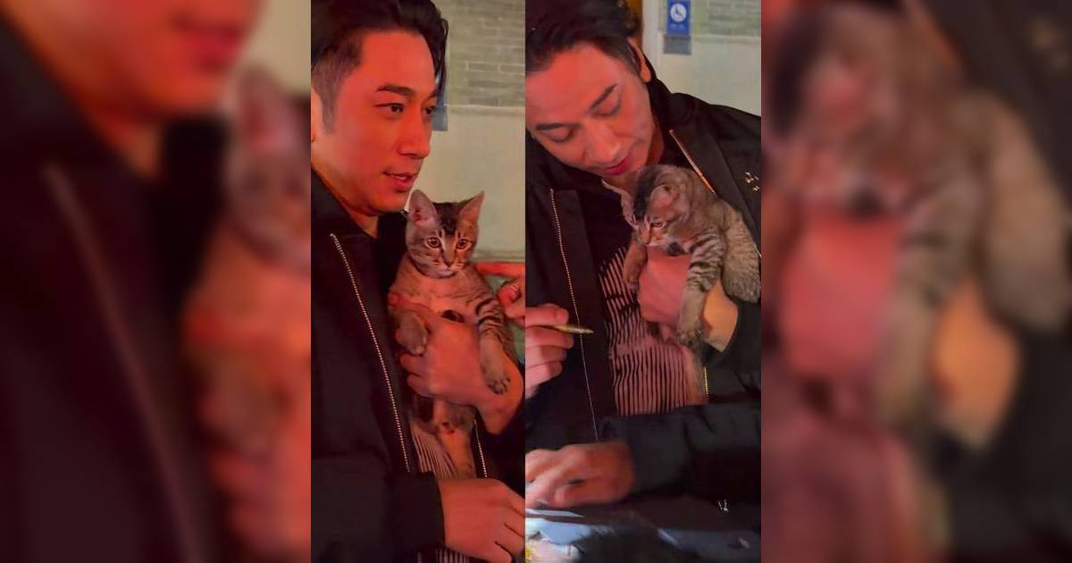 吳卓羲內地收養流浪貓 疑似心急想「空運」返港 複雜程序及費用曝光