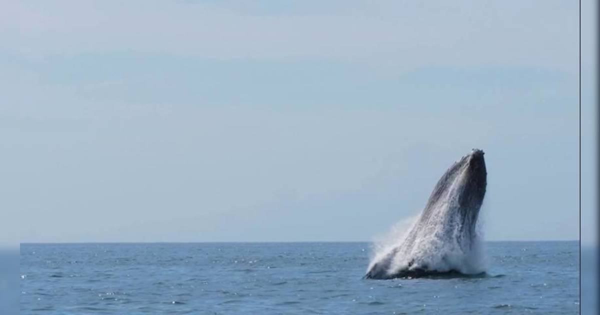 奢遊記｜劉晨芝海陸出擊！直擊座頭鯨躍水震撼畫面 再探全美唯一鴨嘴獸