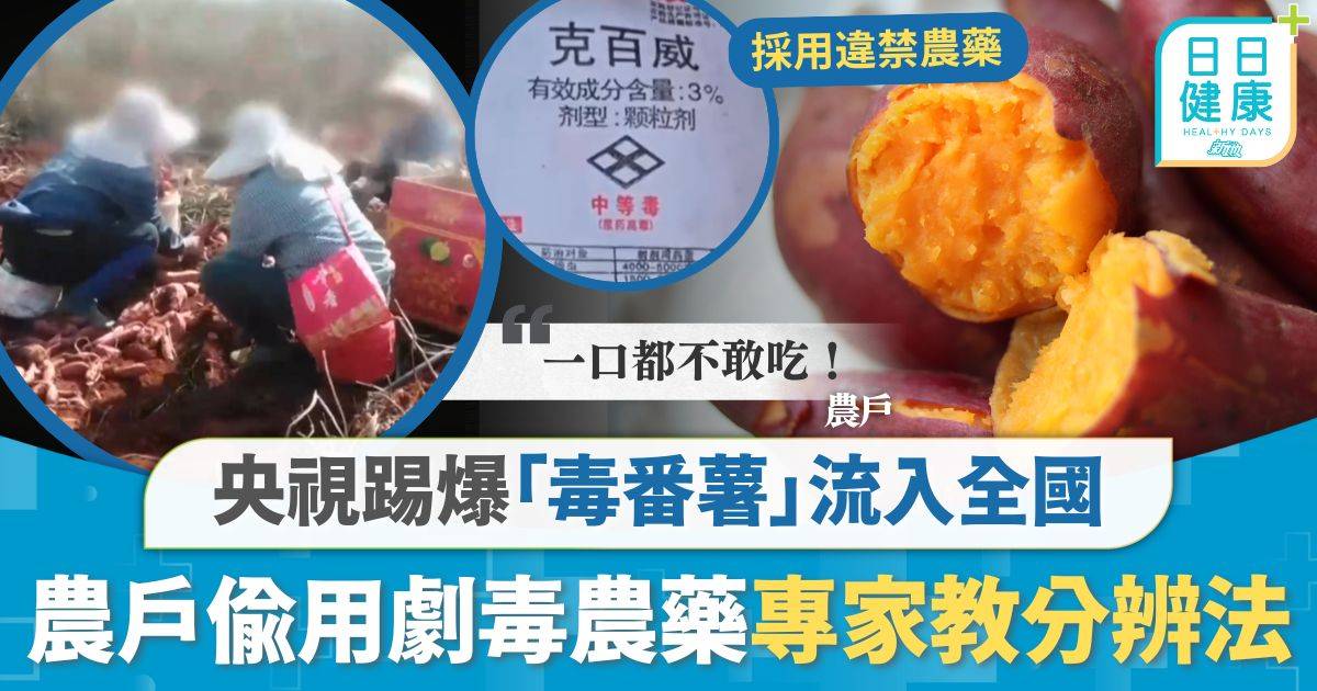 毒番薯｜央視踢爆「毒番薯」流入全國 不法農戶偷用劇毒農藥 專家教分辨法3種情況不應食