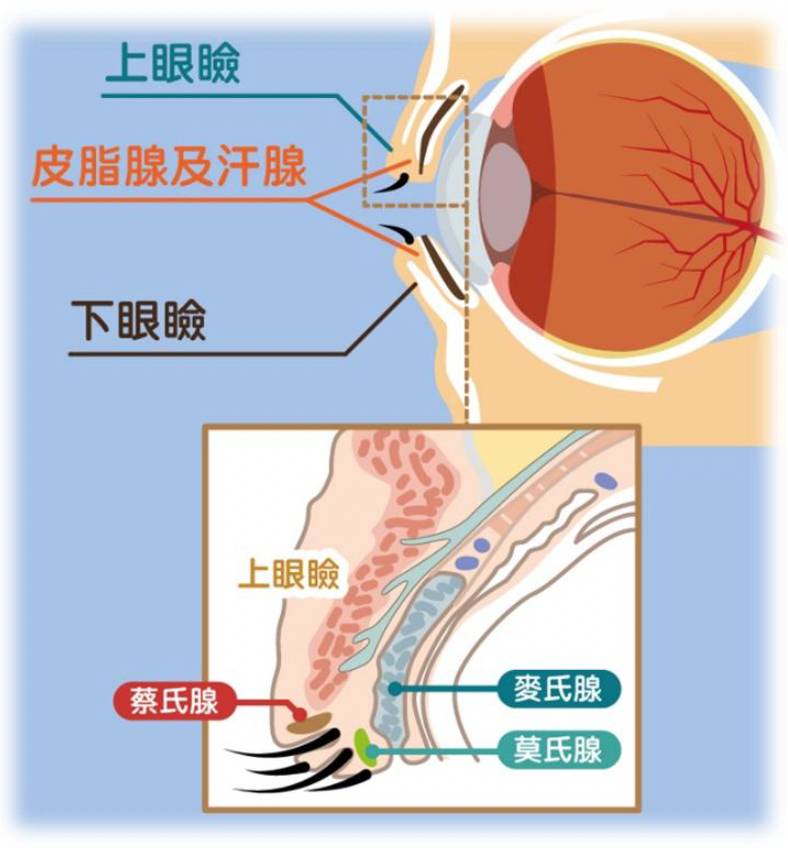 眼瘡分別 眼瘡的形成與眼瞼上的細小腺體密切相關。(圖片來源:消委會)