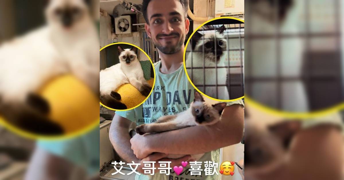 《Court!》暹羅貓比比上庭拒絕配合法官 一夜爆紅超可愛日常全曝光