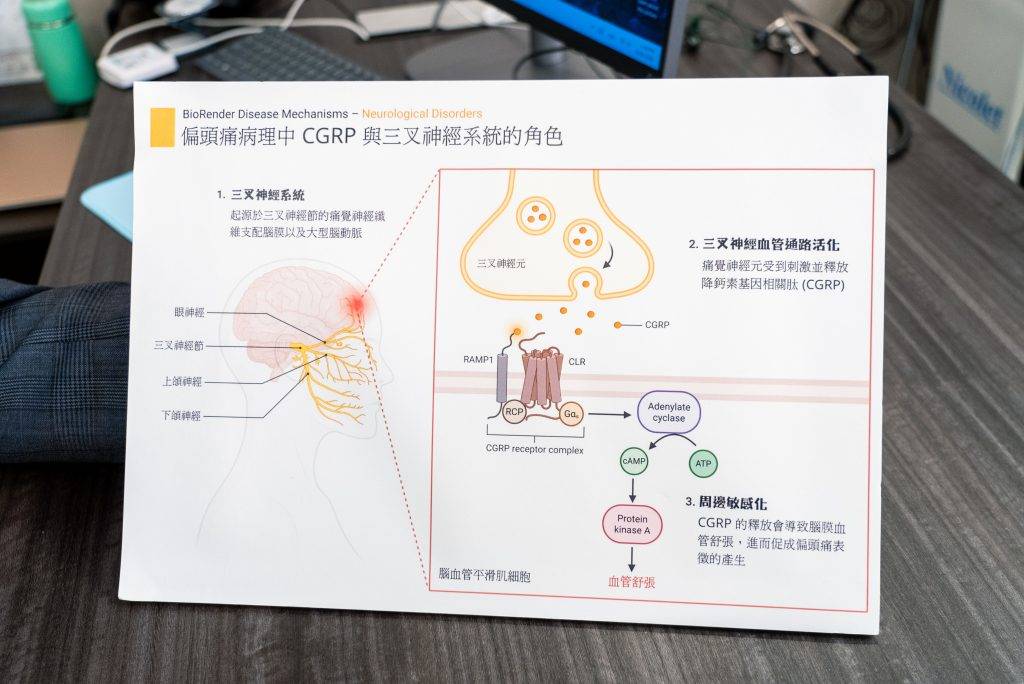 偏頭痛的生理成因主要是三叉神經系統過度活化,釋放出神經傳導物質,引發腦膜血管擴張與神經源性發炎。(圖片來源:馮凱宜攝)